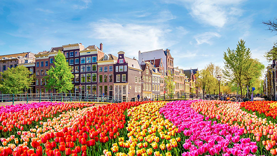 Flower fields in Amsterdam.