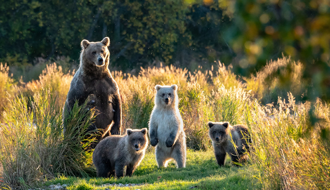 Image shows Alaska landscape with large femaie bear standing on her hind legs, there are 3 smaller cubs around her feet.